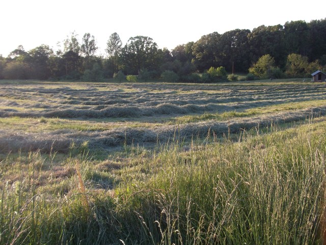 Windrows in central field